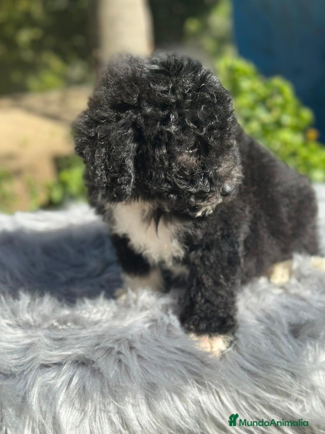 Perro de Agua Español perros en venta: Perro de agua español  - Imagen 3