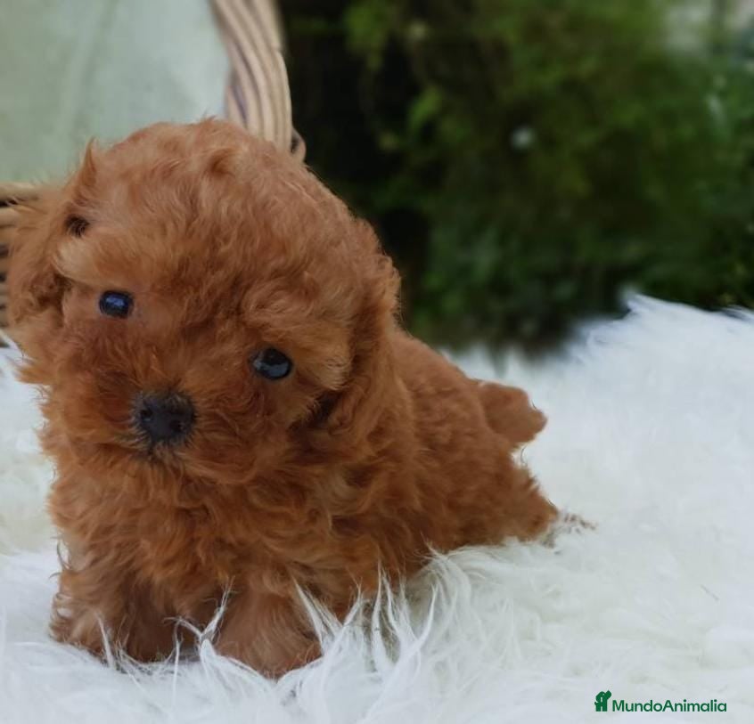Caniche Enano perros Caniche miniatura  en Badajoz - Anuncio 2