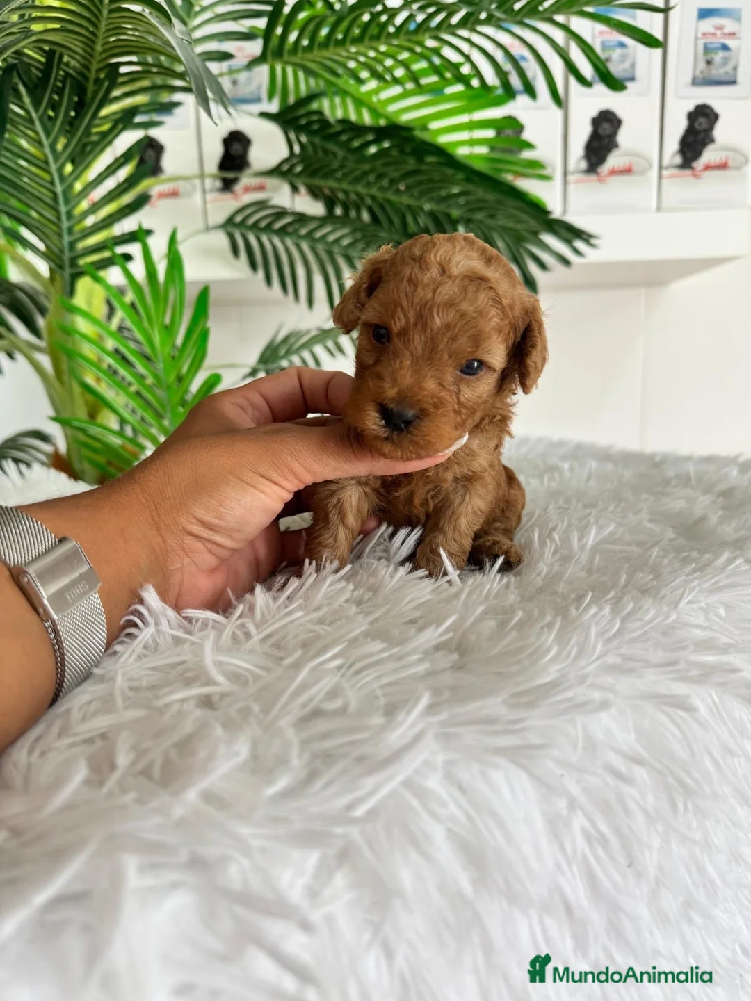 Caniche Toy perros en venta: CANICHE TOY 🎀 - Anuncio 21