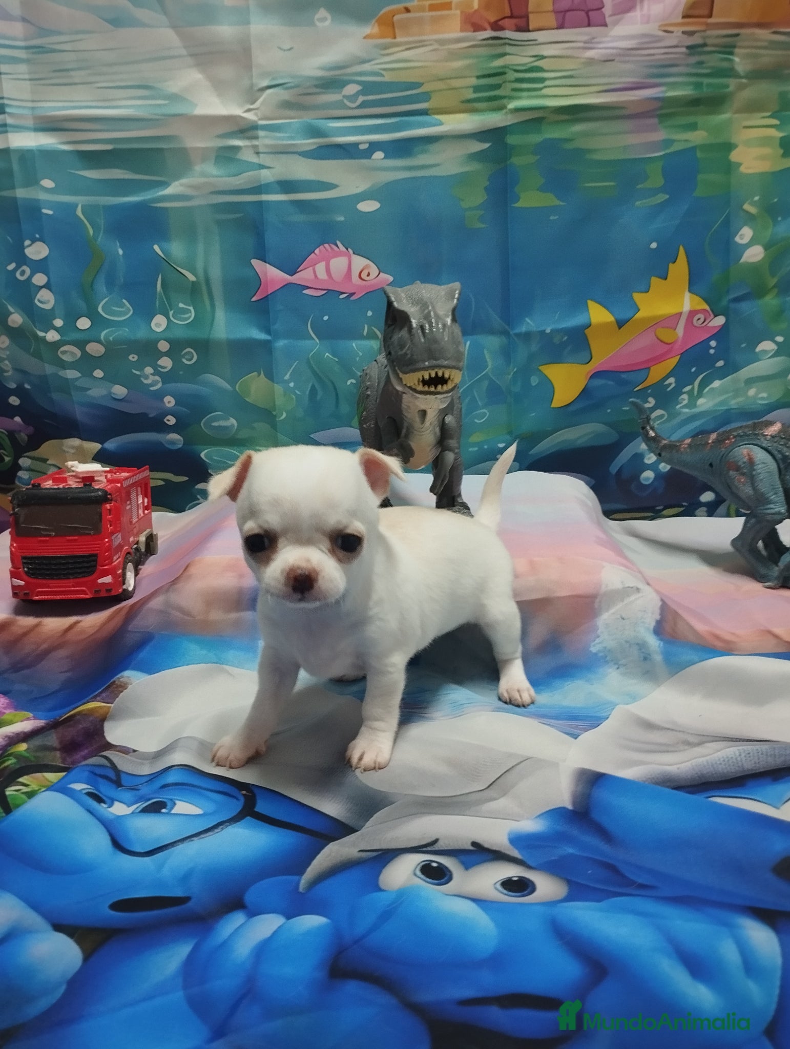 Chihuahua perros Chihuahuas Toy Cabeza de manzana - Anuncio 2