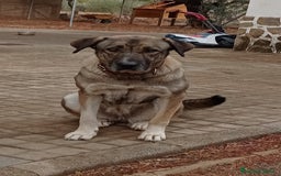 Mastín Español perros en venta: Cachorros de mastín español en Málaga - Imagen 10