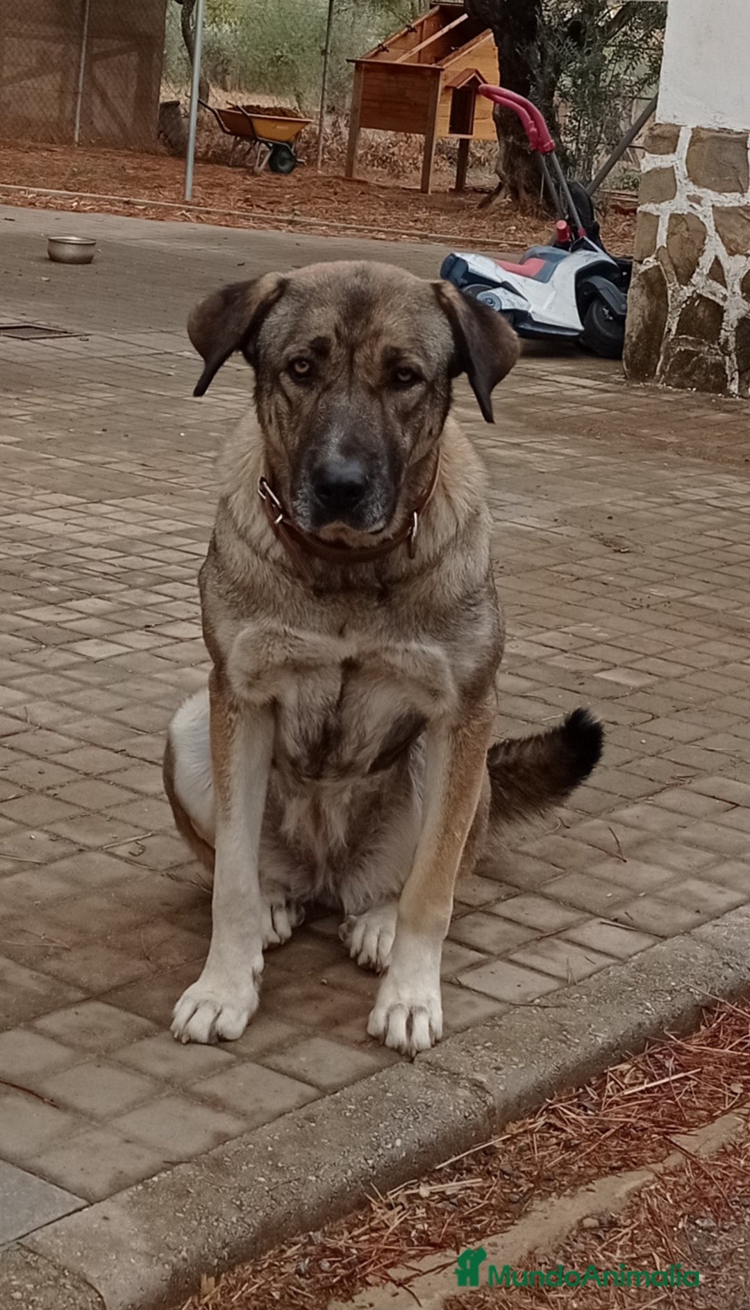 Mastín Español perros en venta: Cachorros de mastín español en Málaga - Imagen 10