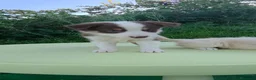 Border Collie perros en venta: Cachorros border collie - Anuncio 6