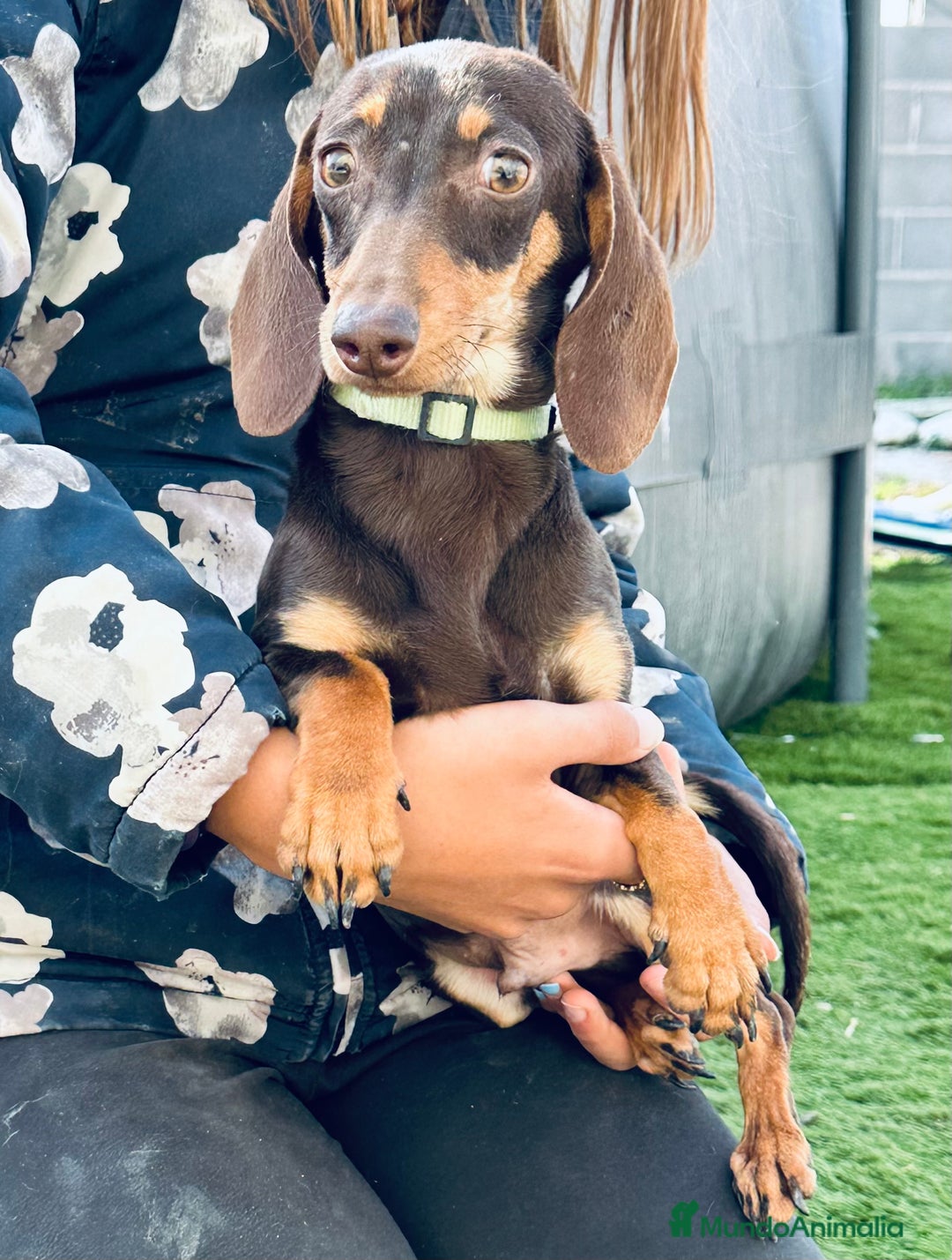 Teckel Miniatura perros en venta: Miniatura chocolate - Anuncio 2