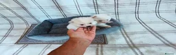 Pomerania perros en venta: POMERANIAS MACHITOS CHIQUITINES  - Anuncio 2