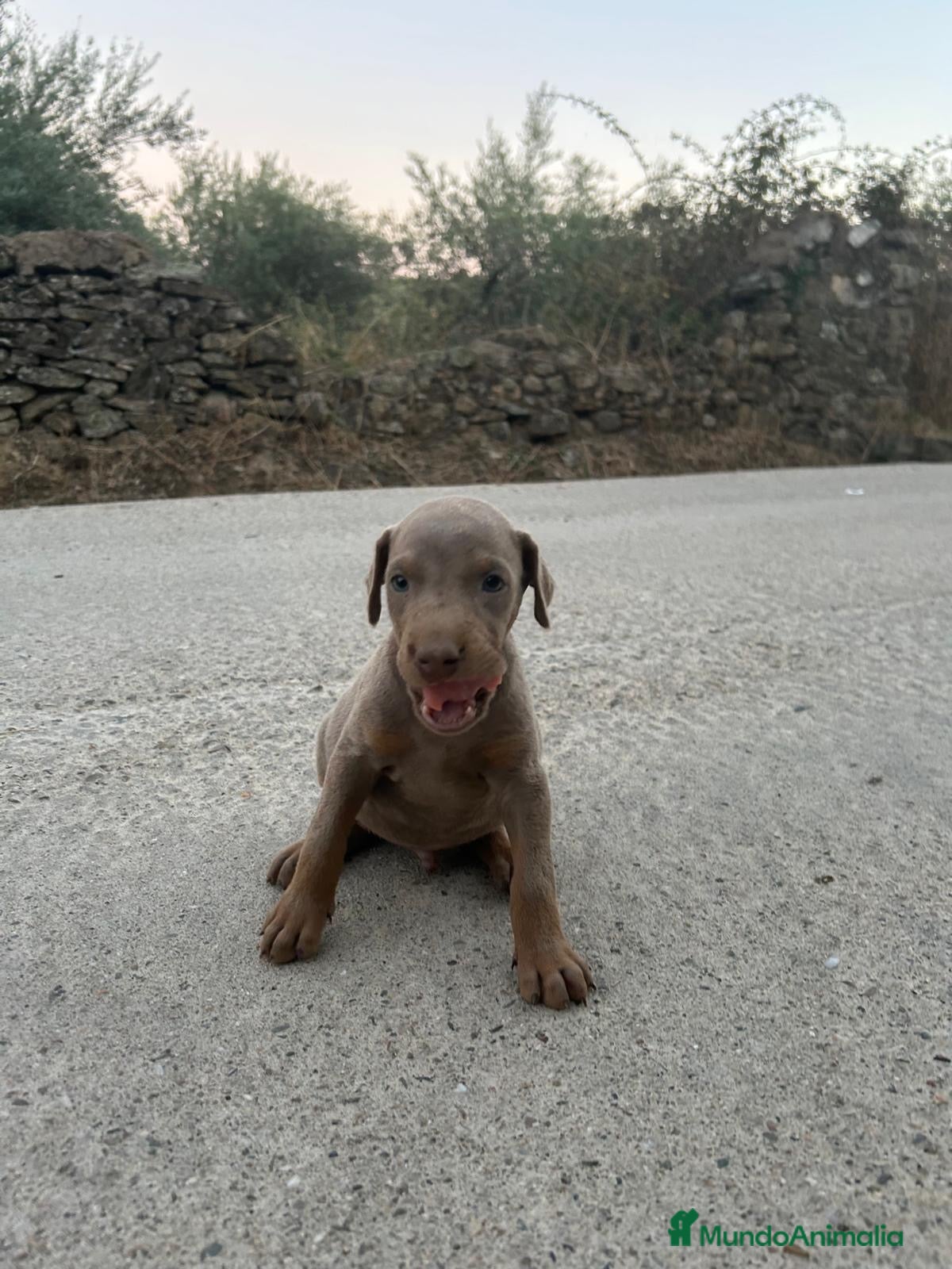 Dobermann perros Dóberman  - Anuncio 2