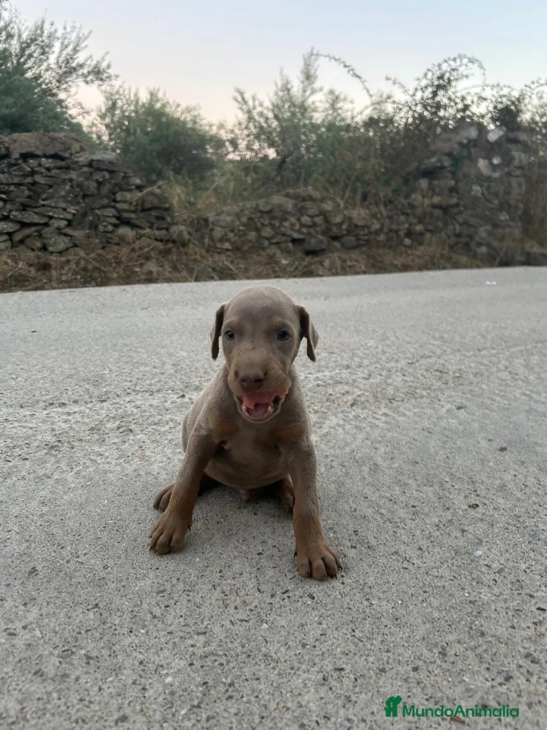 Dobermann perros en venta: Dóberman  - Anuncio 1