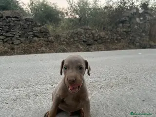 Dobermann perros Dóberman - Anuncio 1
