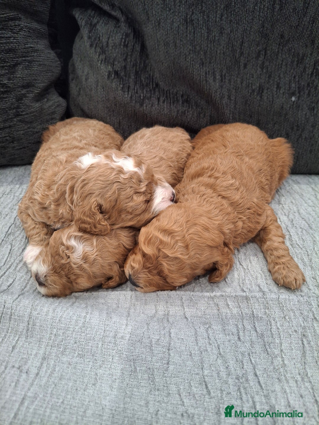 Caniche Toy perros en venta: Caniche apricot - Anuncio 6