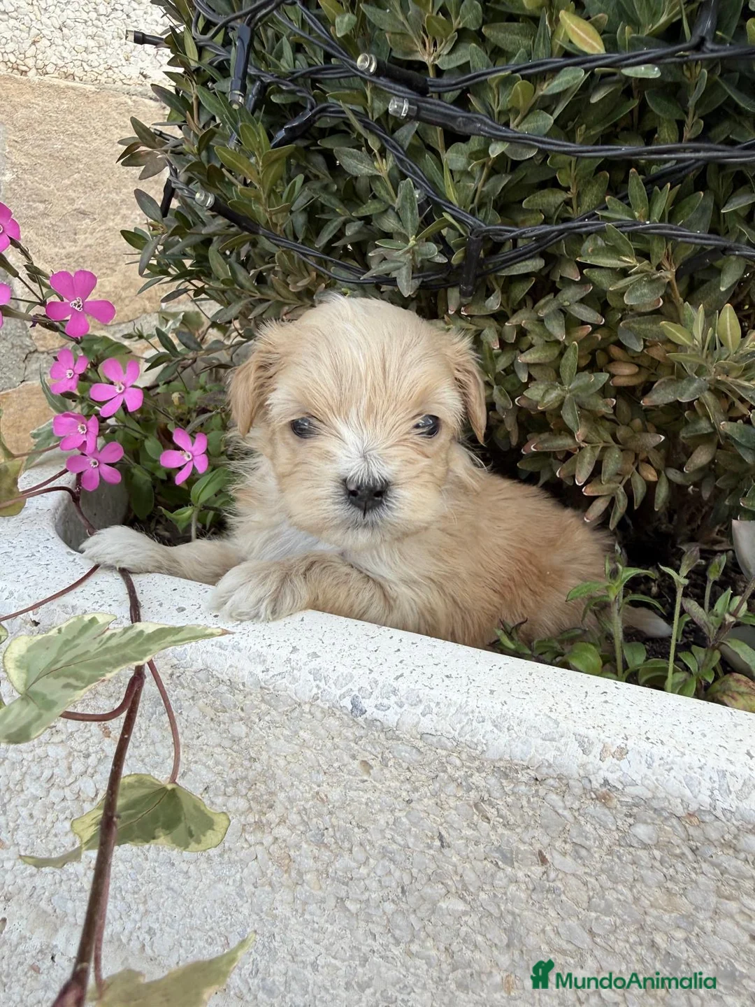 Maltipoo perros en venta: Maltipoo - Anuncio 1