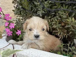 Maltipoo perros Maltipoo - Anuncio 1