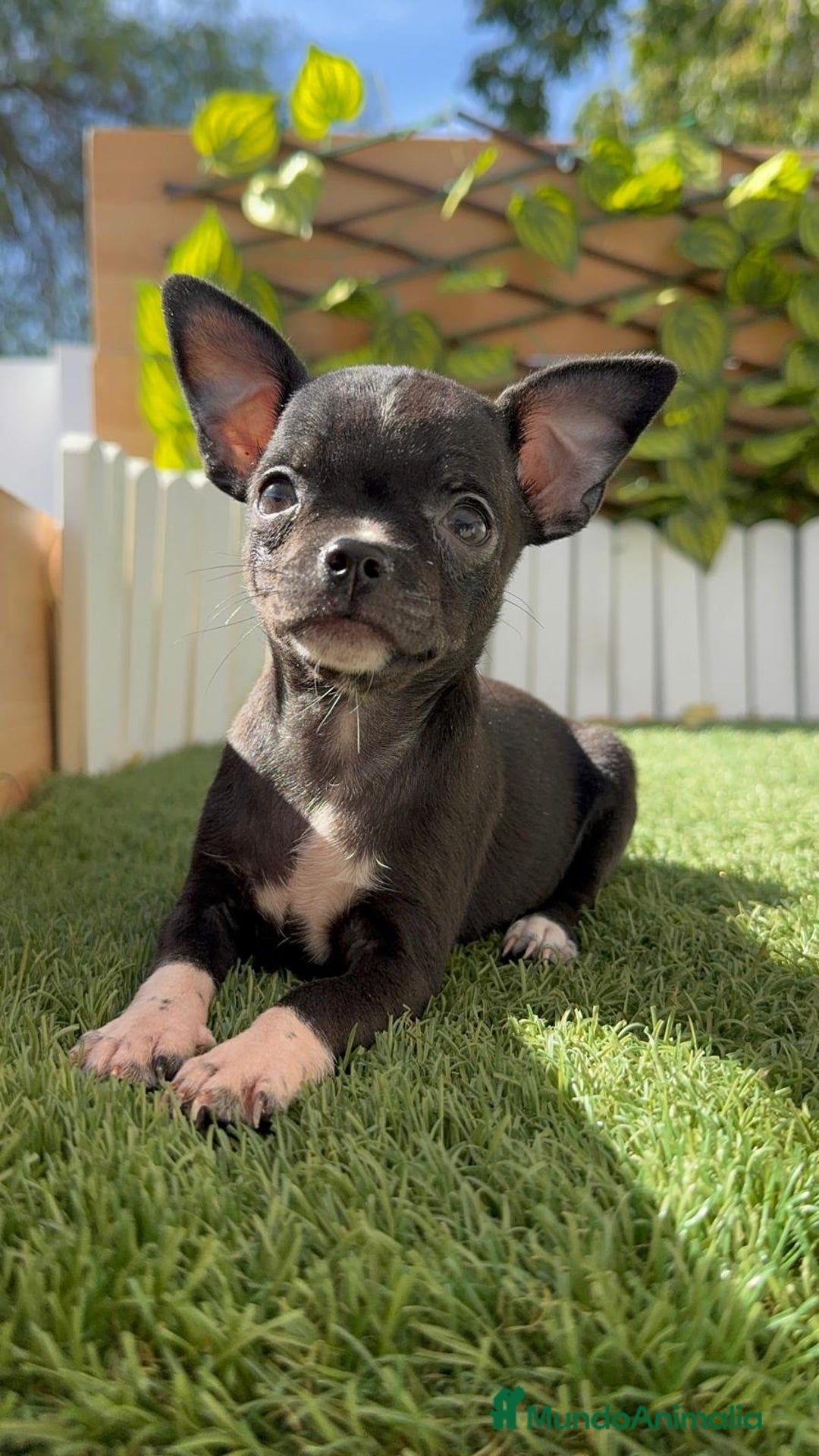 Chihuahua perros en venta: CHIHUAHUA HEMBRA - Imagen 8