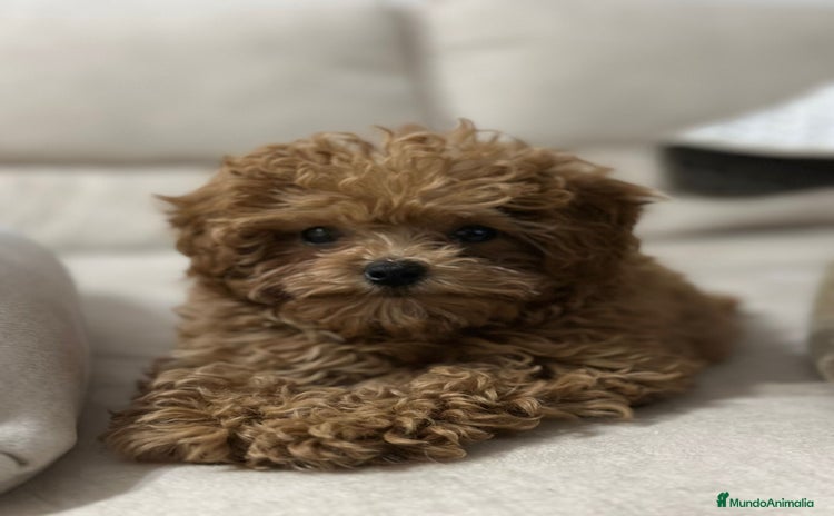 Caniche Toy perros - Propaganda 12