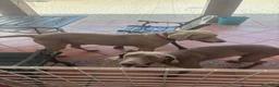 Weimaraner perros en venta: Excelente camada de Braco de Weimar  - Anuncio 4