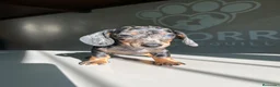 Teckel perros en venta: Teckel Arlequin  - Anuncio 7