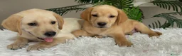 Labrador Retriever perros en venta: LABRADOR RETRIEVER  - Anuncio 17