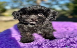 Maltipoo perros en venta: Maltipoo apricot y negro - Anuncio 10