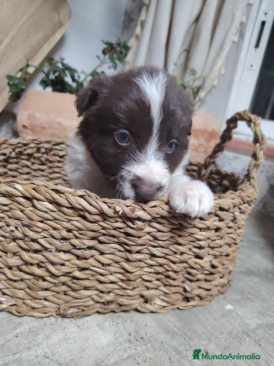 Border Collie perros en venta: Cachorros border collie chocolate y red merle - Anuncio 1