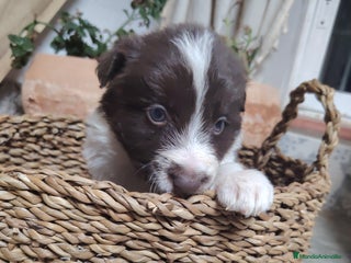 Border Collie perros Cachorros border collie chocolate y red merle - Anuncio 2