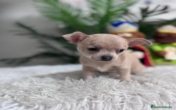 Chihuahua perros en venta: CHIHUAHUA HEMBRA - Anuncio 5