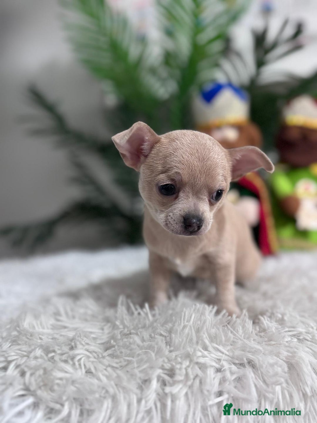 Chihuahua perros en venta: CHIHUAHUA HEMBRA - Anuncio 5