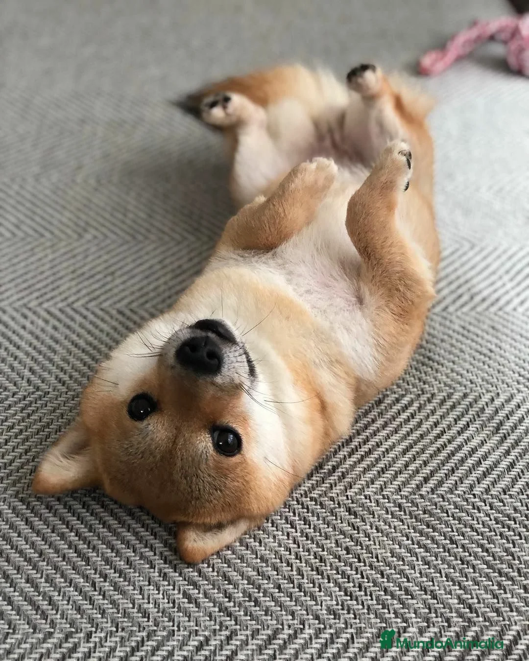 Shiba Inu perros en venta: Cachorros Shiba Inu Top Calidad-Barcelona - Anuncio 2