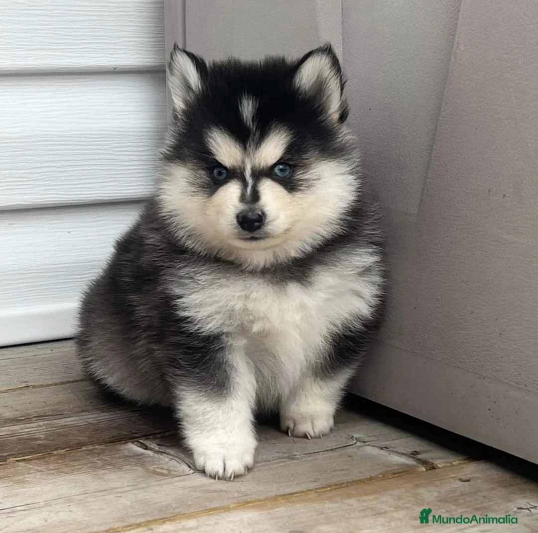 Imagen de galería {{count}}