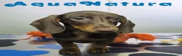 Teckel Miniatura perros en venta: Teckel Hembra DCD 4870 AQUANATURA - Anuncio 2