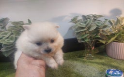 Pomerania perros en venta: POMERANIA MACHO MINI - Imagen 4