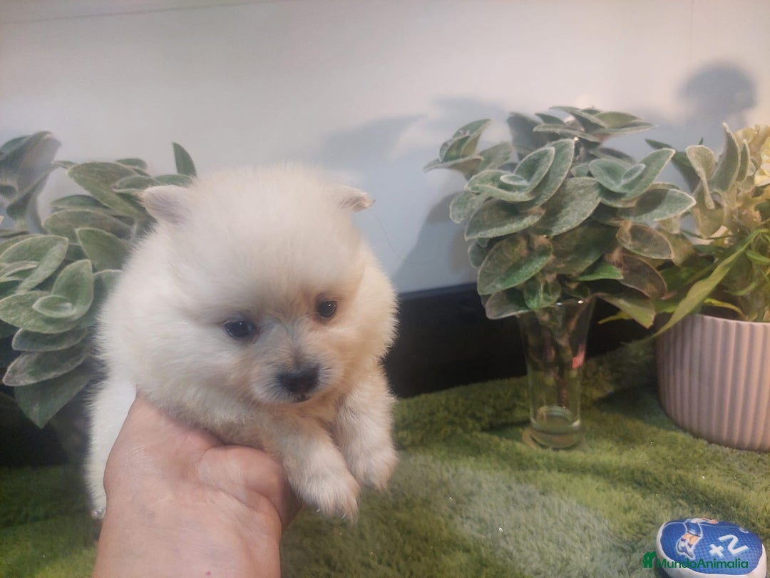 Pomerania perros en venta: POMERANIA MACHO MINI - Imagen 4
