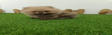 Pomerania 1