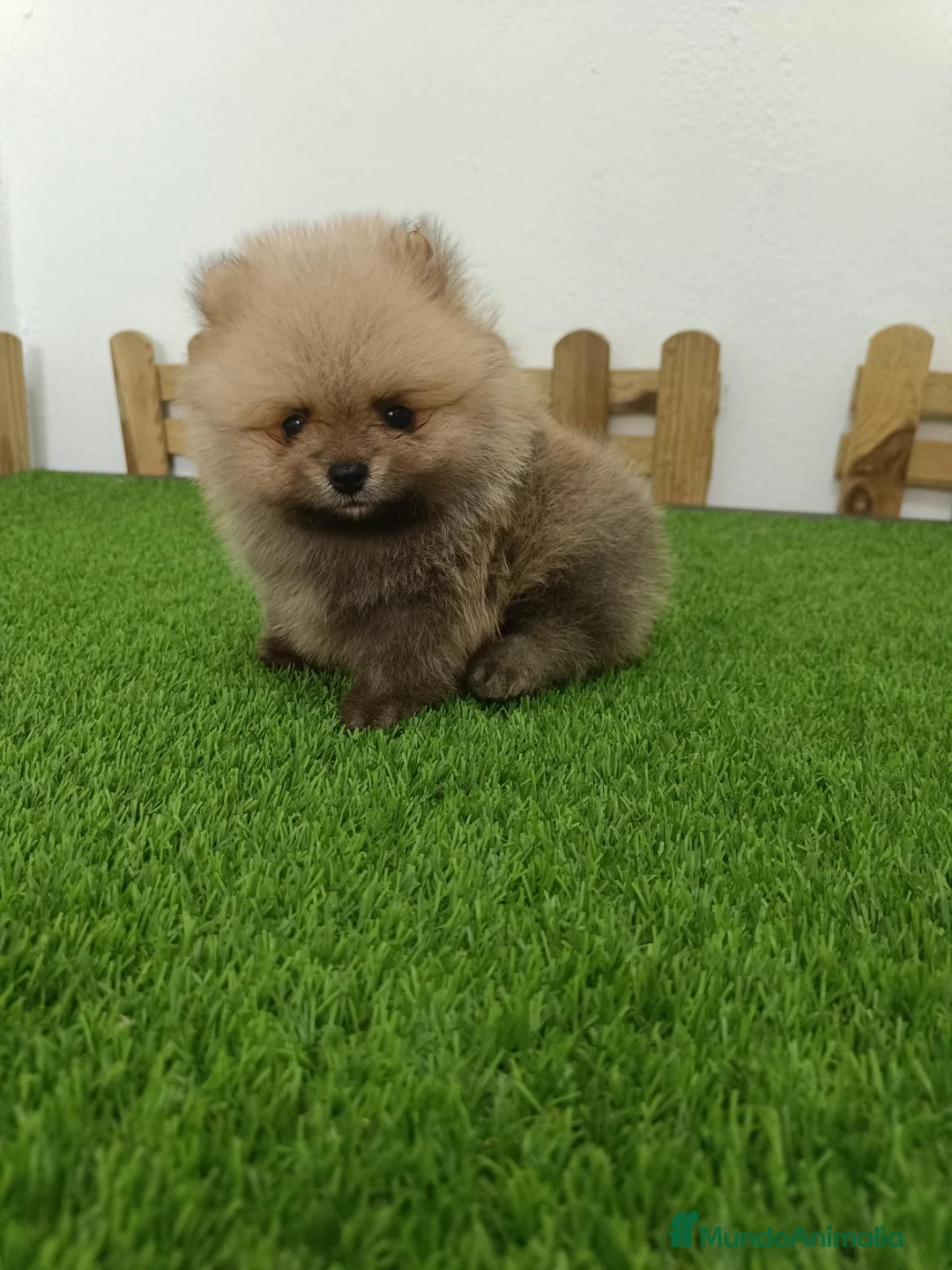Pomerania perros en venta: Pomerania  - Anuncio 2