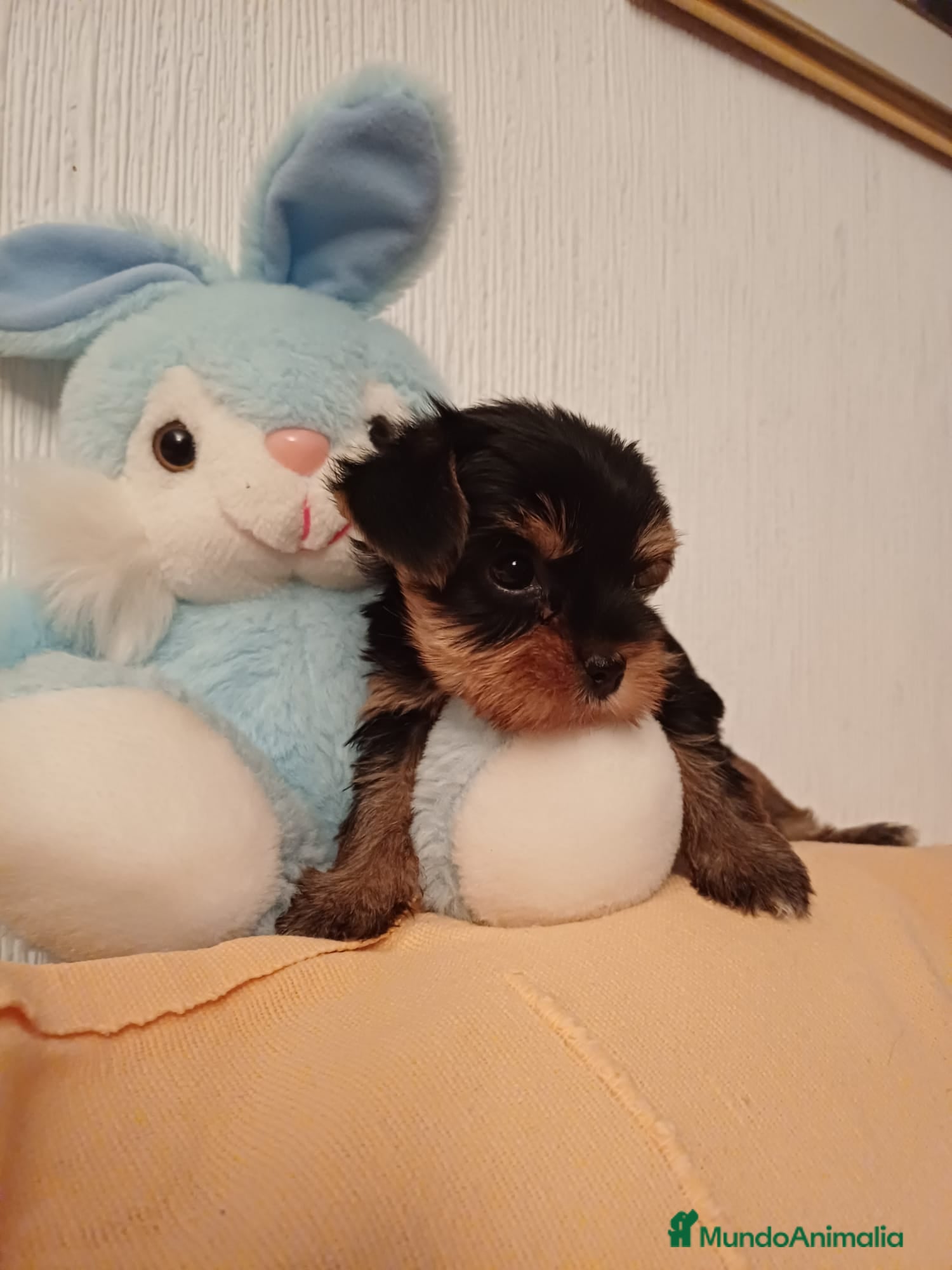 Yorkshire Terrier perros Preciosos Yorkshire disponibles para entregar en Sevilla - Anuncio 3