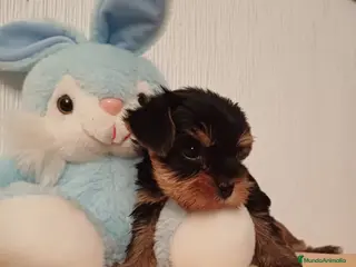 Yorkshire Terrier perros Preciosos Yorkshire disponibles para entregar en Sevilla - Anuncio 3