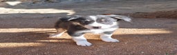 Border Collie perros en venta: Cachorros border collie! Blue merle - Anuncio 4