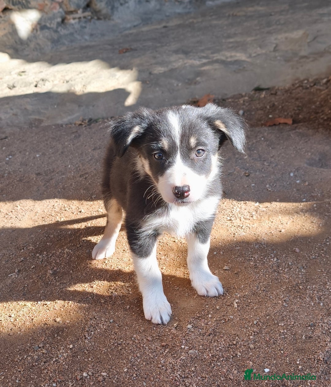 Border Collie perros en venta: Cachorros border collie! Blue merle - Anuncio 4