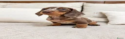 Chihuahua perros en venta: Impresionantes teckel canichen kanichen - Anuncio 3