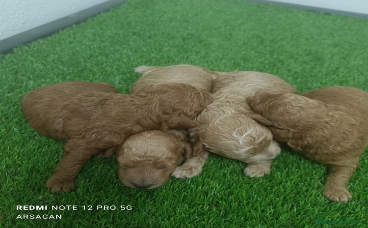 Caniche Mediano perros - Anuncio 1