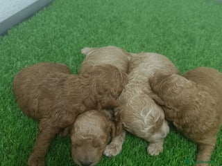 Caniche Mediano perros - Anuncio 36