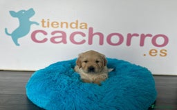 Golden Retriever perros en venta: GOLDEN RETRIEVER - Imagen 1