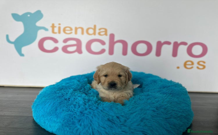 Golden Retriever perros - Anuncio 1