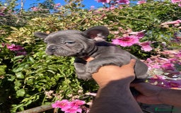 Bulldog Francés perros en venta: Bulldog Francés  en Illes Balears - Imagen 3