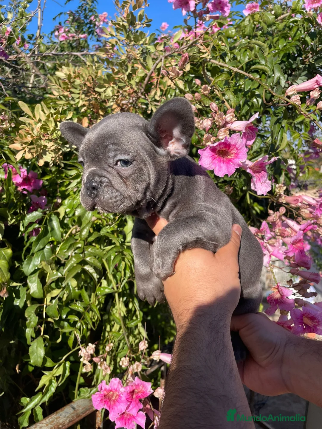 Bulldog Francés perros en venta: Bulldog Francés  en Illes Balears - Anuncio 3