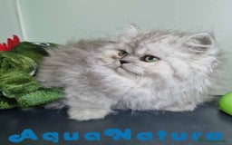 Persa gatos en venta: Persa Macho Virgi 7732 AQUANATURA - Imagen 7