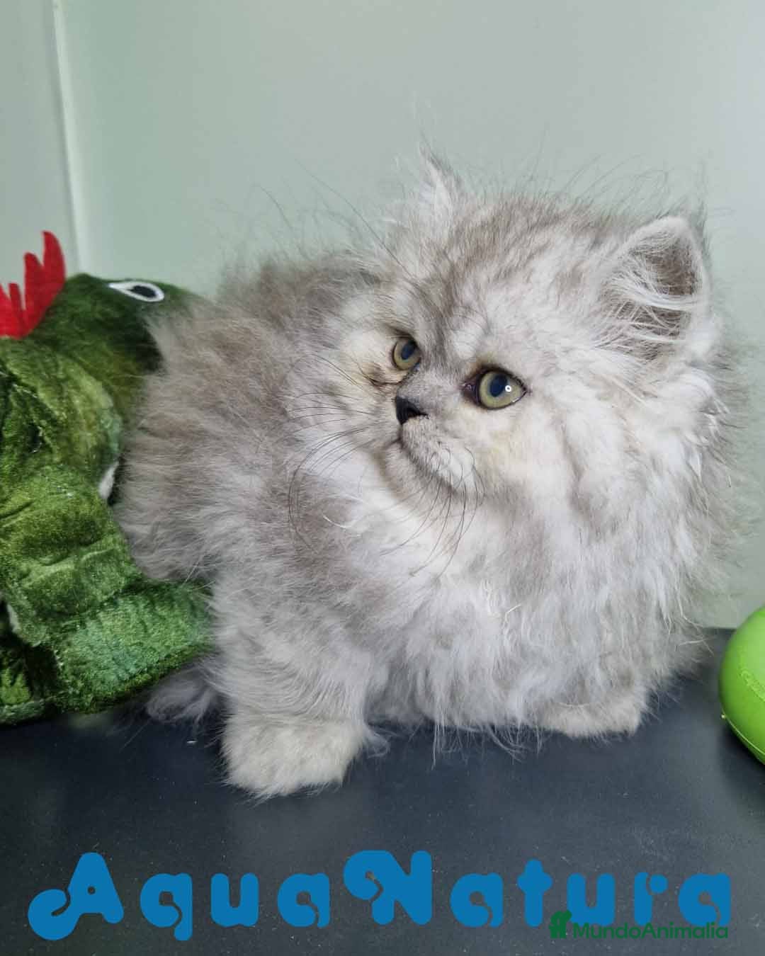 Persa gatos en venta: Persa Macho Virgi 7732 AQUANATURA - Imagen 7