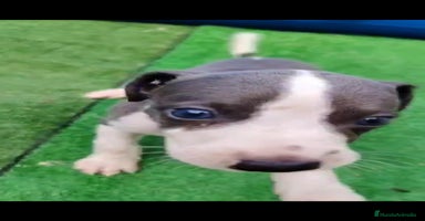 Whippet perros - Propaganda 10