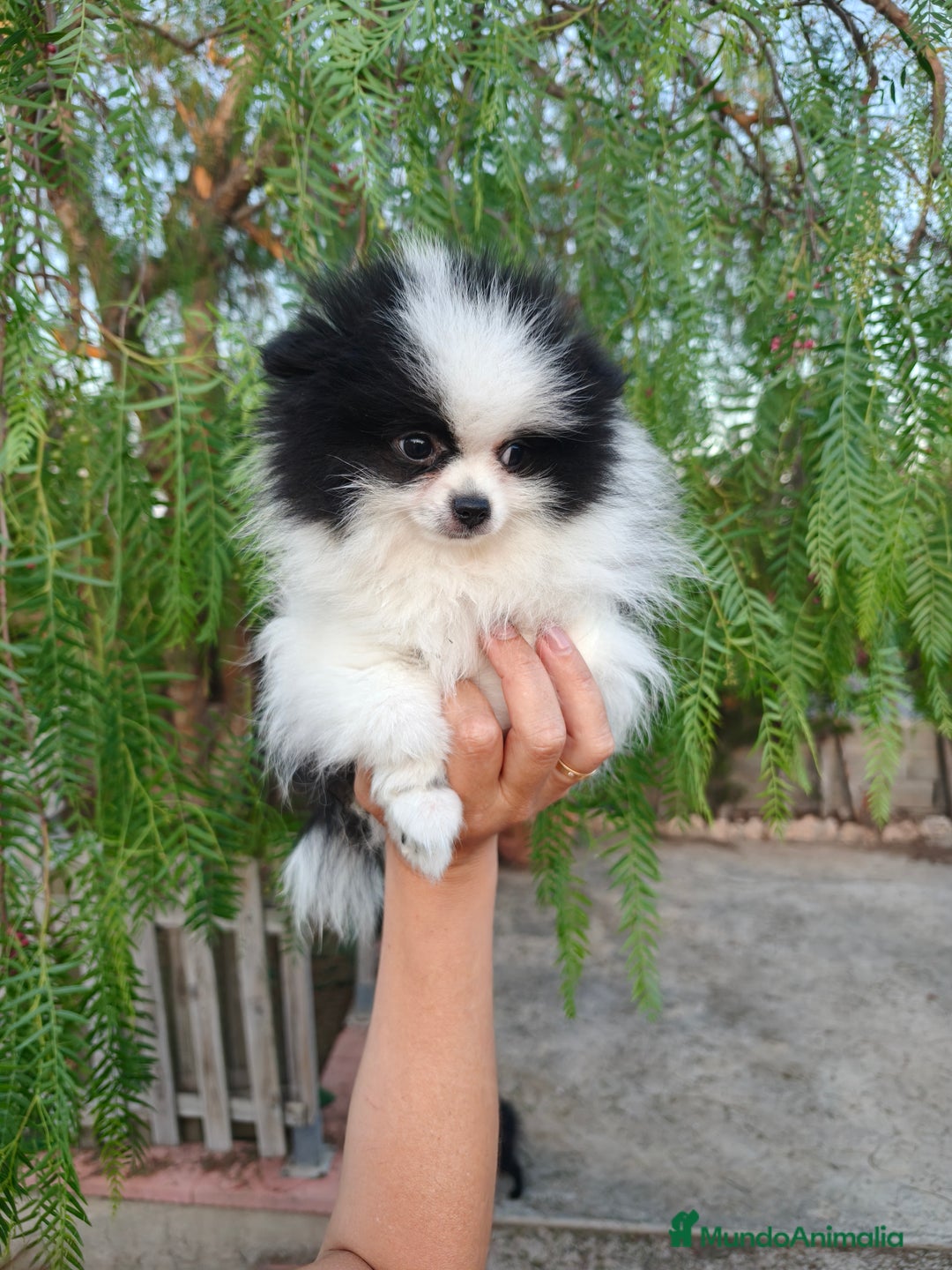 Pomerania perros en venta: Pomerania oso panda  - Imagen 4