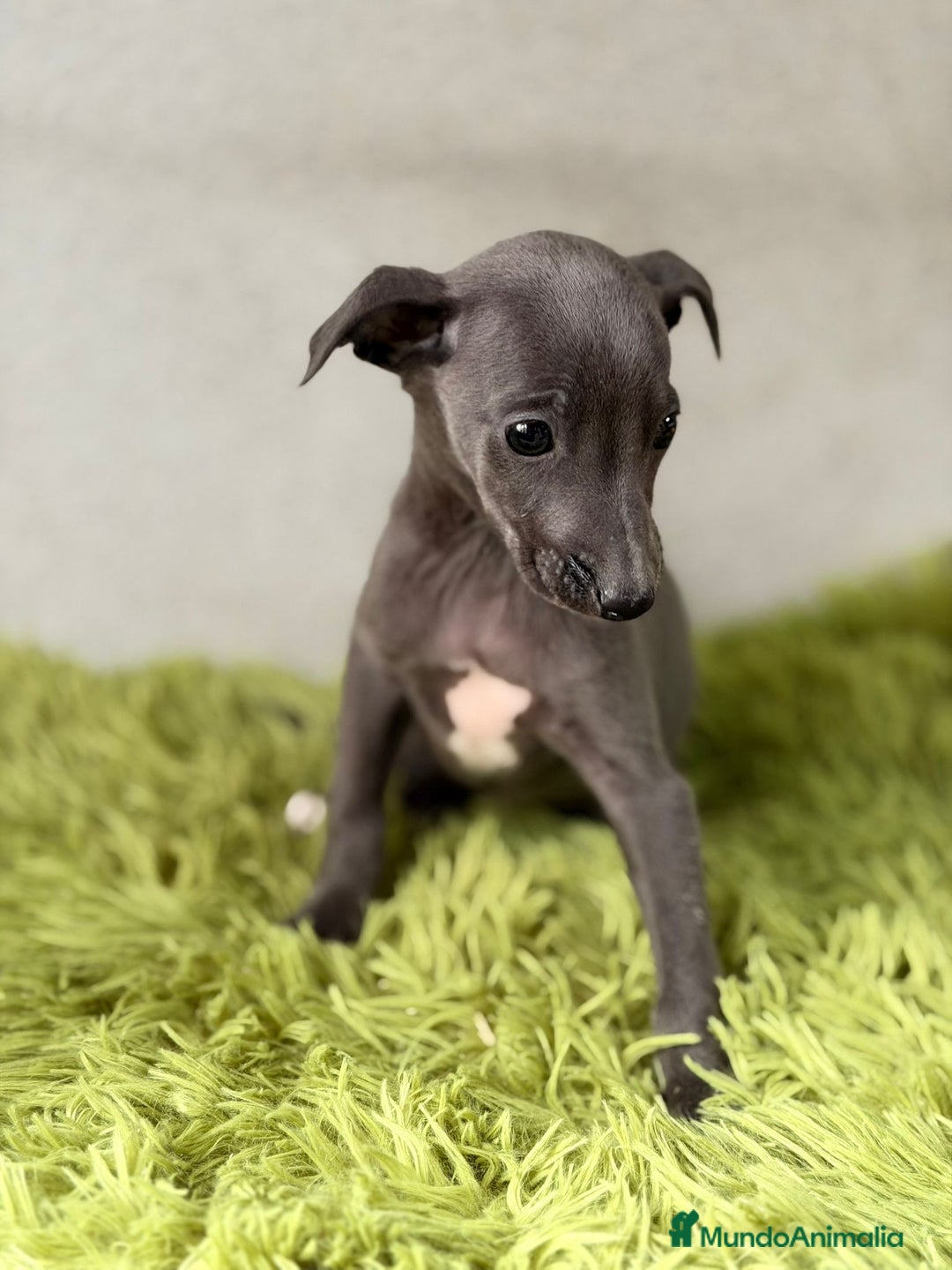 Pequeño Lebrel Italiano perros en venta: PEQUEÑO LEBREL ITALIANO (PICCOLO) - Anuncio 4