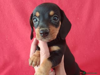 Teckel Miniatura perros Teckel Miniatura Negro y Fuego - Anuncio 13