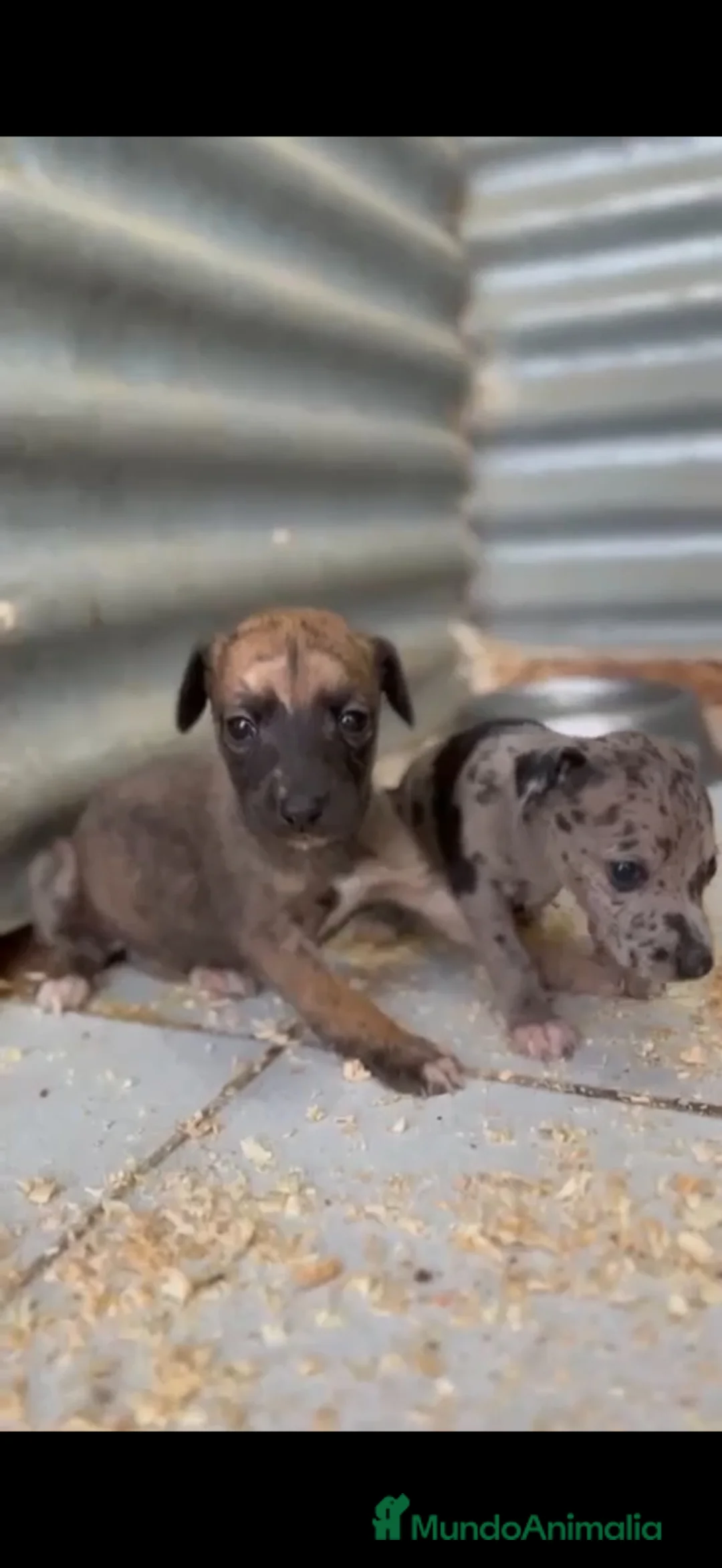 Whippet perros en venta: Whipper hembras  - Anuncio 1